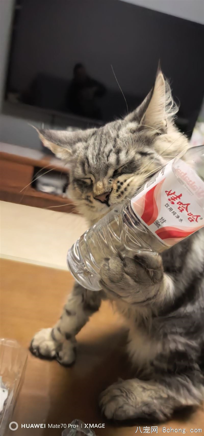 6个月大缅因猫便宜出售