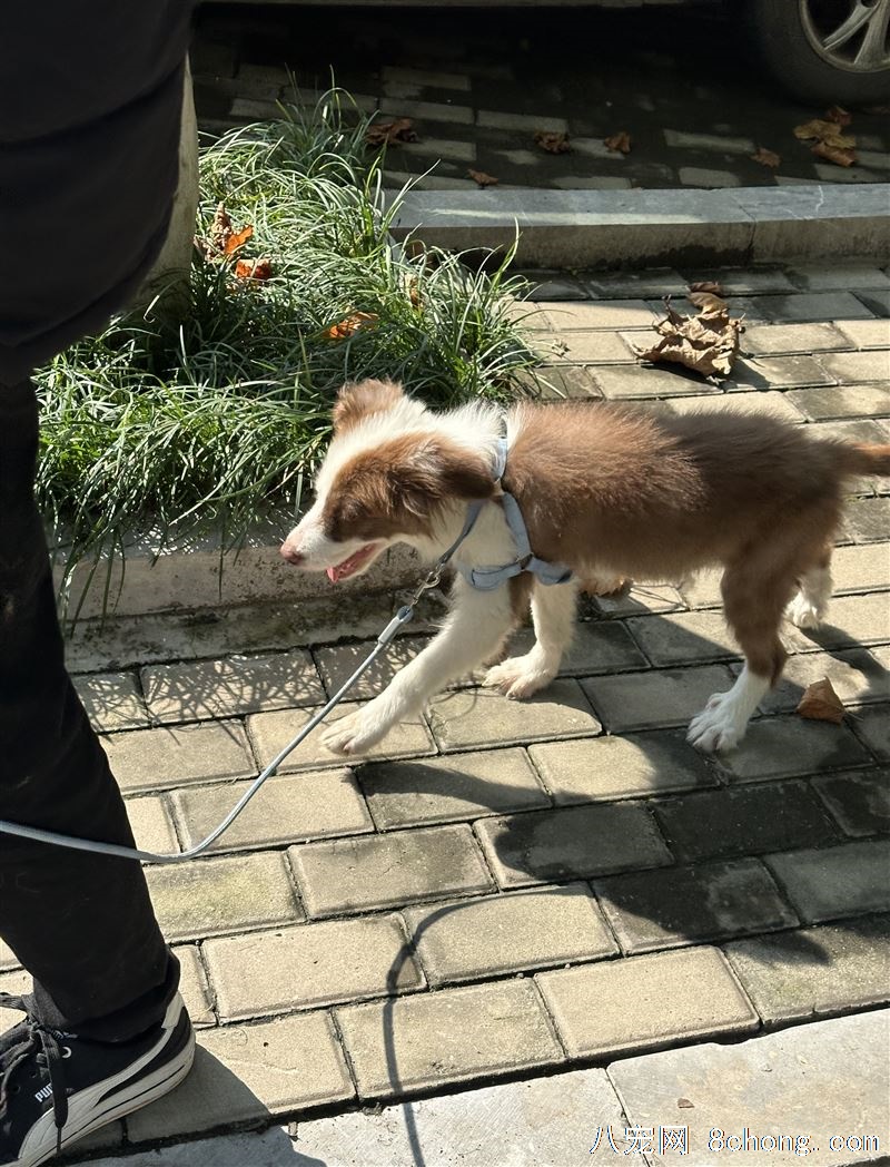 由于家里原因养不了了 来个好心人吧