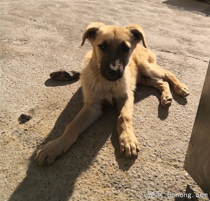 马犬和狼青下的狗仔（3个月）