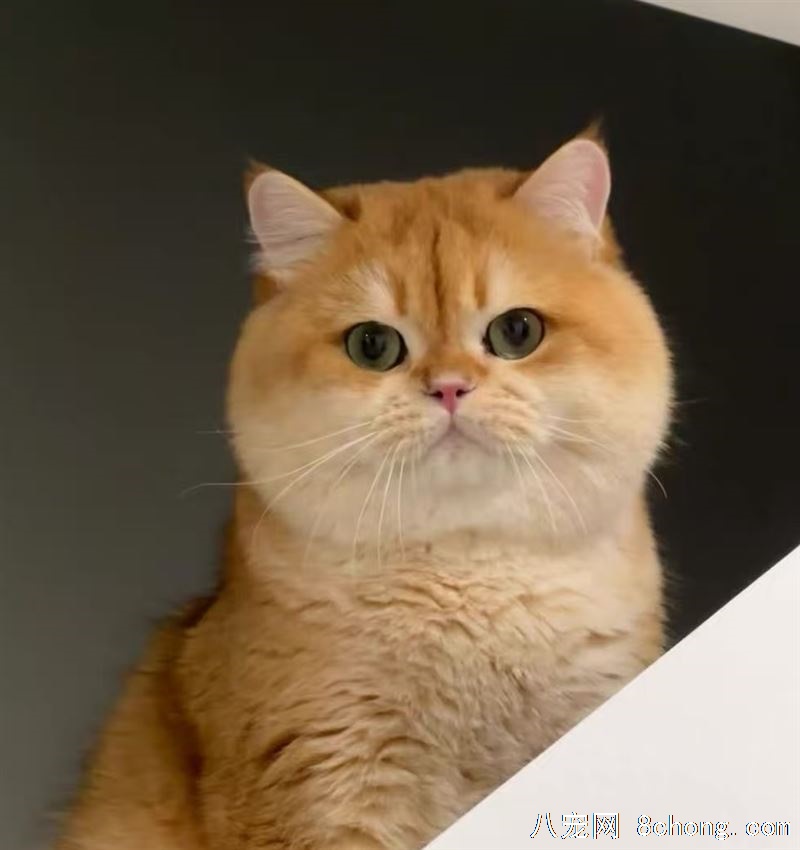 体态好英国短毛猫