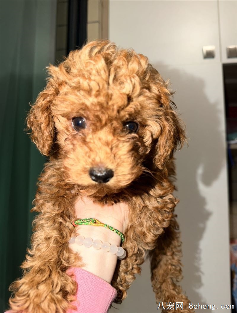 自家泰迪生的，小型泰迪幼犬